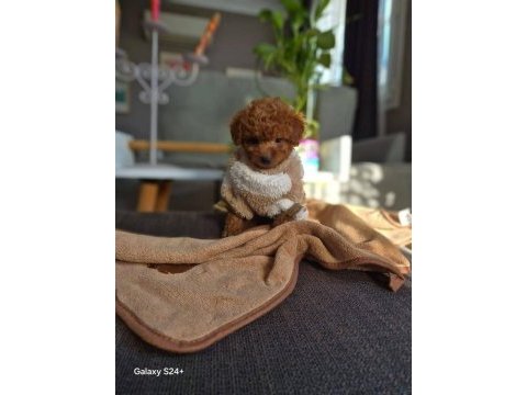 Orijinal toy poodle bebekler
