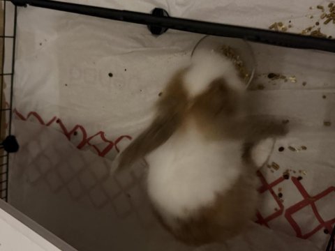 7 aylık hollanda lop tavşanı