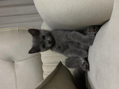 8 haziran doğumlu british shorthair