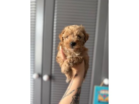 Sevimli maltipoo yavrularımız