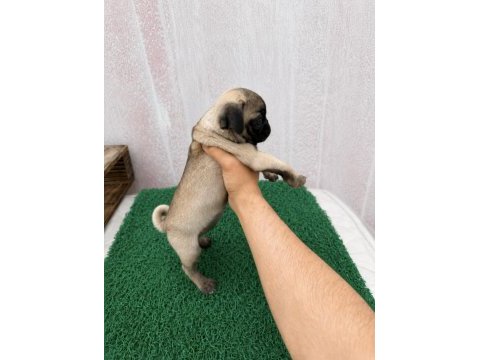 Pug mops yavrular sıfır burun gül kuyruk