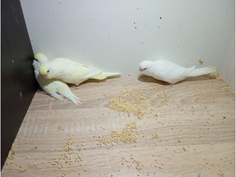 Yeni yeme düşmüş kırmızı göz bebek yavru muhabbet