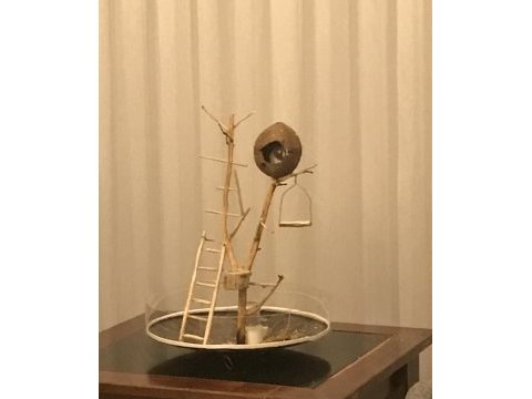 Özel tasarım telsiz kafese alışık cennet papağanı