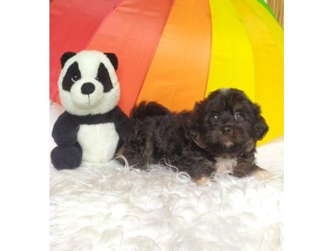 Black maltipoo