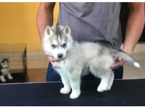 Safkan husky yavrularım