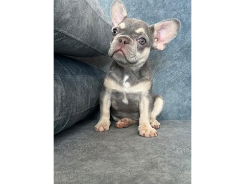 Kaliteli lilac tan french bulldog bebek