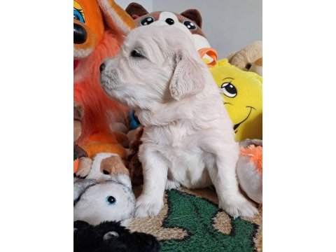 Golden retriever yavrular için ulaşabilirsiniz