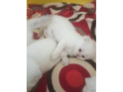 Orjinal blue point top kafa mavi gözlü kediler