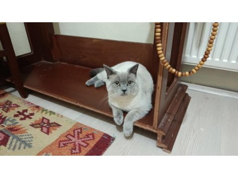Çok uysal british shorthair 6 aylık bakımlı