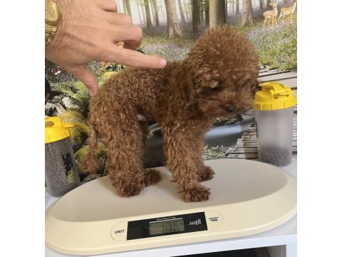 Çok tatlı 11 aylık 1.700 gr teacup poodle