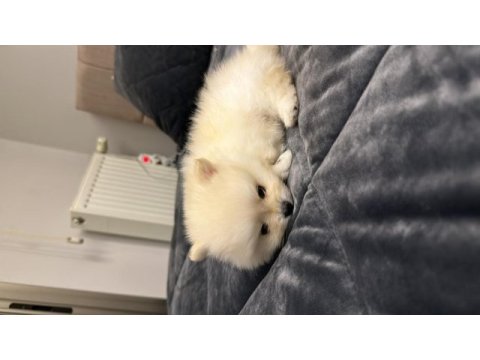 Pomeranian boo yavruları (erkek)
