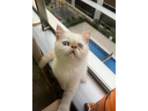 Show kalite ırk garantili exotic shorthair bebeğimiz