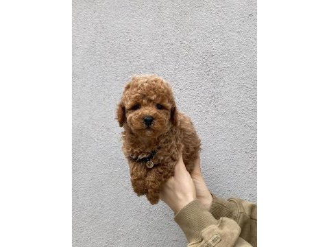 Tüy dökmez koku yapmaz toy poodle yavrularım