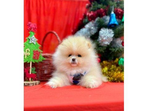 Pomeranian ayı surat yavrular