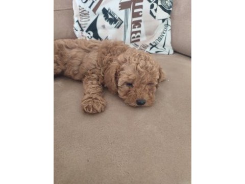 Toy poodle yavrular izmir