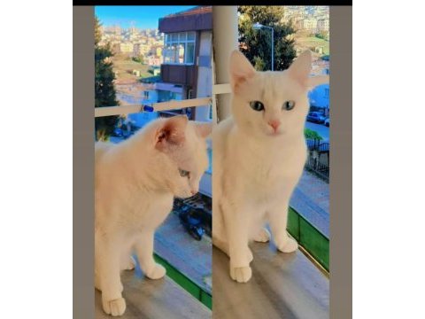 Sessizliğiyle huzur getiren kedimiz