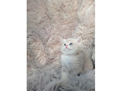 Show kalite ayı surat british shorthair ay12 erkek