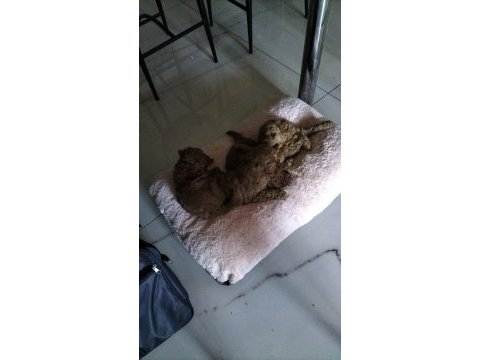 0 numara toy poodle