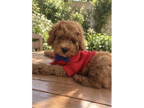 Ped eğitimli toy poodle yavrumuz