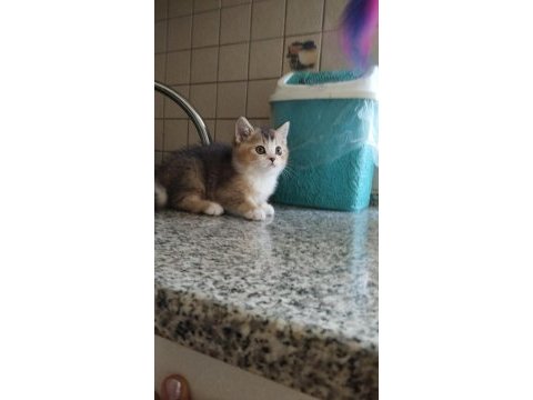 Dünyalar güzeli british shorthair black golden