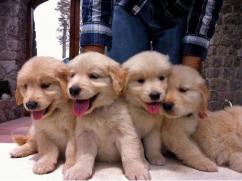 Golden retriever yavrular için ulaşabilirsiniz