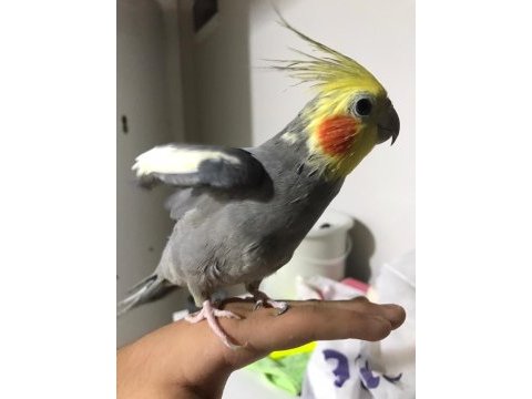 Ele alışık sultan papağanı konuşuyor
