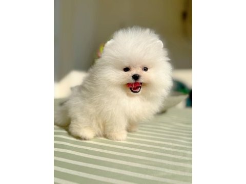 Teacup beyaz ayıcık pomeranian boo
