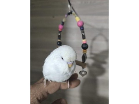 Bebek muhabbet kuşları