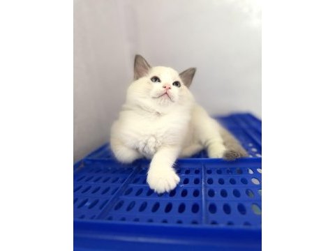Ragdoll yavrular dişi erkek