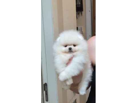 Orjinal pomeranian boo