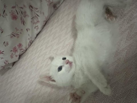 1,5 aylık british shorthair