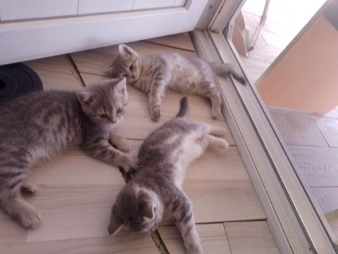 Minnoş yavru kedilerimiz