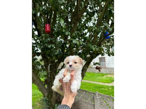 A+ kalite maltipoo yavrularımız 81 ile gönderim mevcuttur