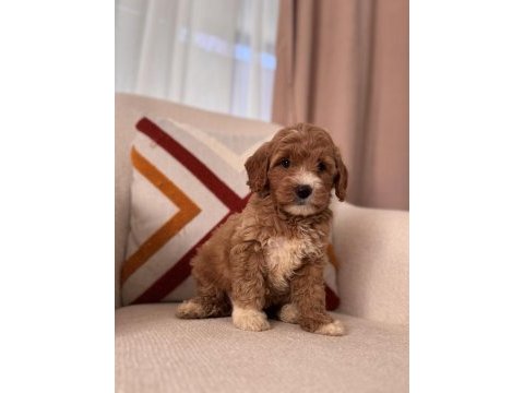Orjinal maltipoo bebeklerim