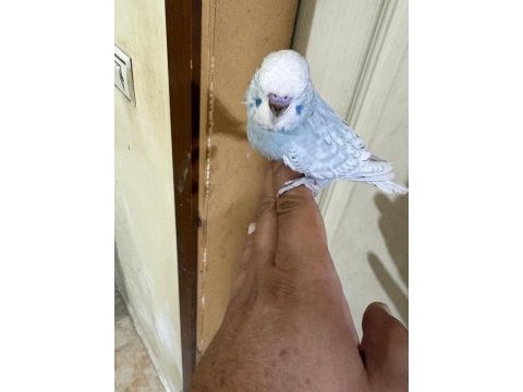36 günlük jumbo erkek bebek muhabbet kuşu