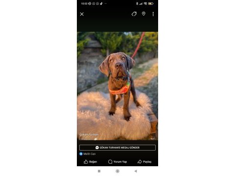 Gerçek cane corso köpekler için ulaşın