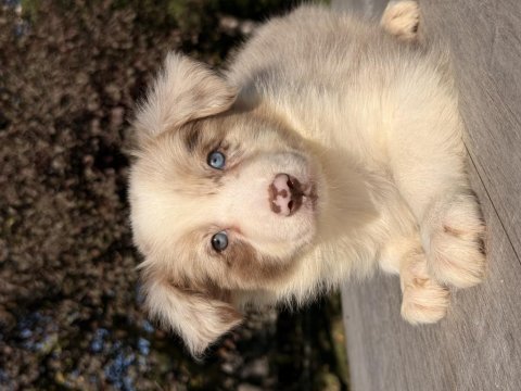 Red merle mavi gözlü border collie yavrular