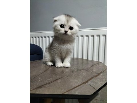 Silver shaded ve golden ny25 british shorthair yavrular