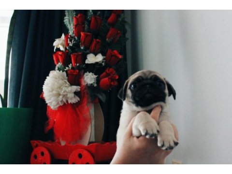 2 aylık evinize neşe getiricek enerjik pug yavrusu
