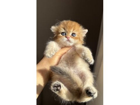 Golden ny11 bebek yüzlü güzellik kedimiz