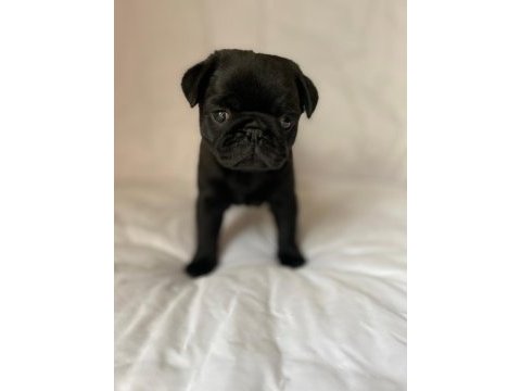 Gül kuyruk sevecen lekesiz siyah pug
