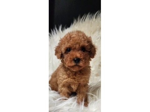 Veteriner teknikerinden sevimli toy poodle dişi ve erkek