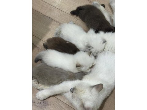 Scottish longhair yavrularımız ailelerini bekliyor