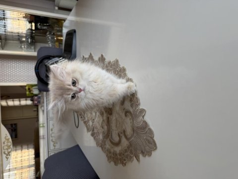 British longhair dişi cy12