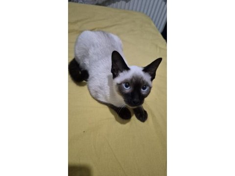 Siyam kedisi 9 aylık dişi
