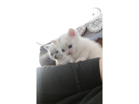 Sevdiğiniz için en güzeli british shorthair