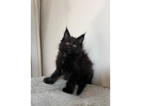 Saf kan şecereli siyah aslan maine coon yavruları