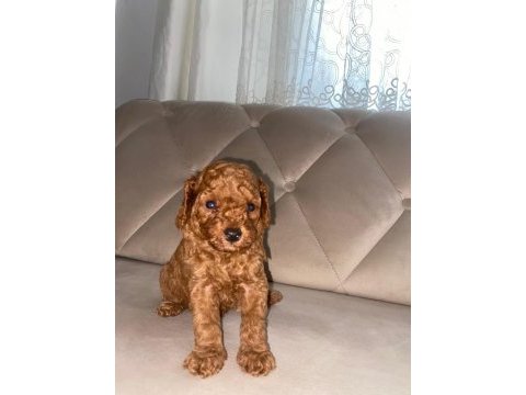 Toy poodle bebeklerimiz