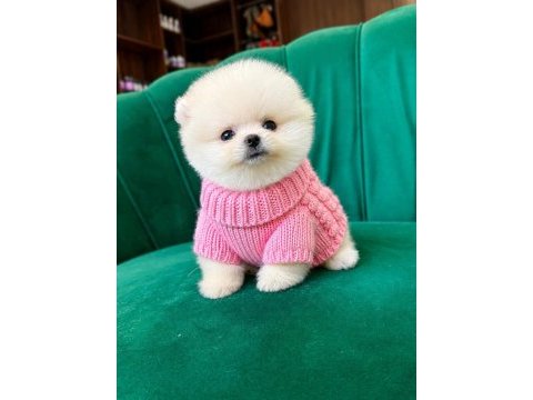 Orjinal pomeranian boo
