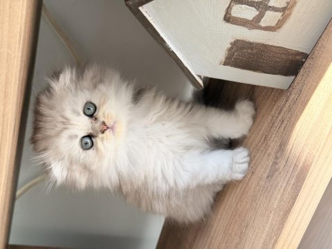 British longhair şekerler yeni yuvalarına hazır